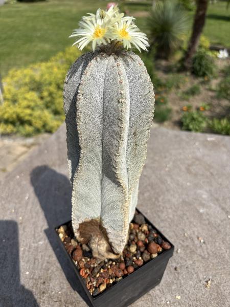 Astrophytum coahuilense